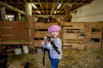 Visit of the Thoules goat farm