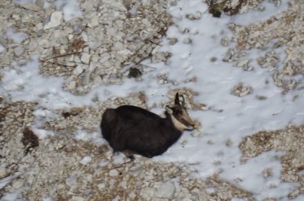 La faune en hiver à Thollon-les-Mémises