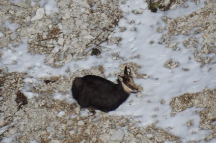 La faune en hiver à La Chapelle d'Abondance